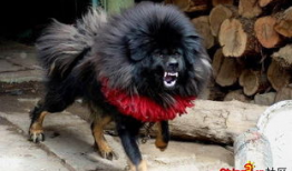 藏獒视频,勇猛与忠诚的守护者