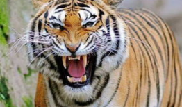 老虎吃人视频,老虎吞噬人类，现场视频曝光